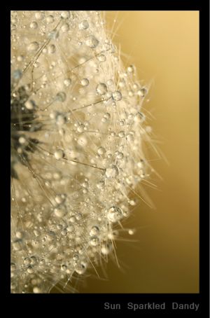 Sun Sparkled Dandy.jpg